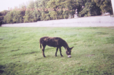 235.gif